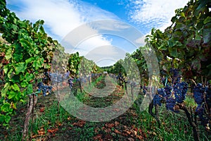 Grape Vine with Leaves, Sky Background â€“Â Italian Vineyard on Mount Etna, Sicily